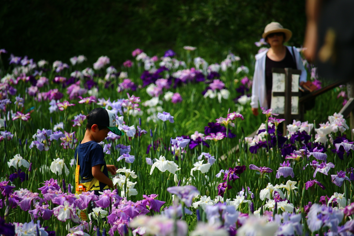 平成２9年’’一宮花しょうぶ園’’は閉園のお知らせ