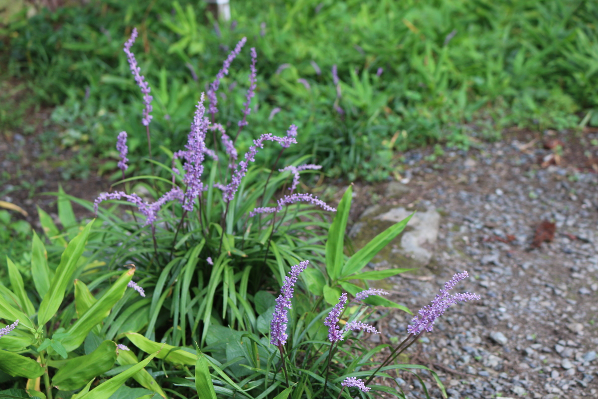 斎庭の草花 「タカサゴユリ」の開花！！！ ◆明治天皇御製（ぎょせい）・昭憲皇太后御歌（みうた）に親しむ◆