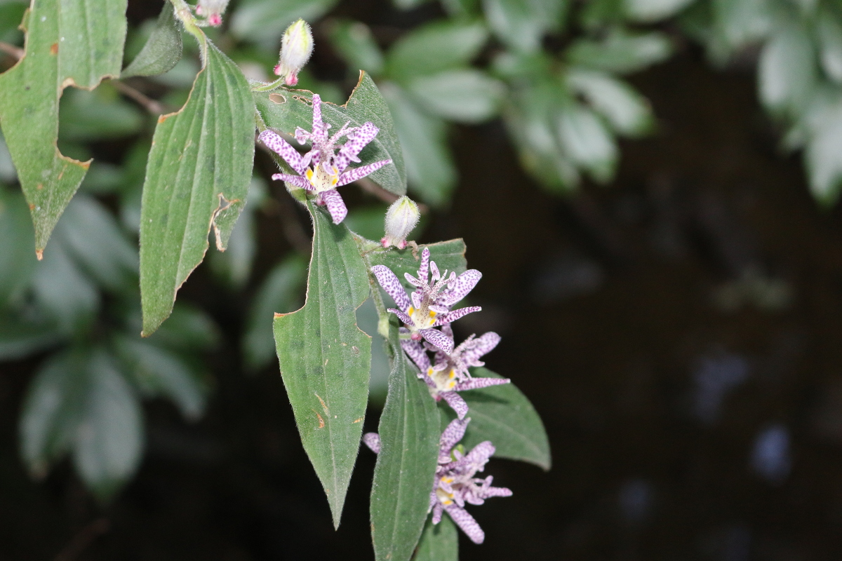 斎庭の草花 「ホトトギス」の開花！！！ ◆明治天皇御製（ぎょせい）・昭憲皇太后御歌（みうた）に親しむ◆