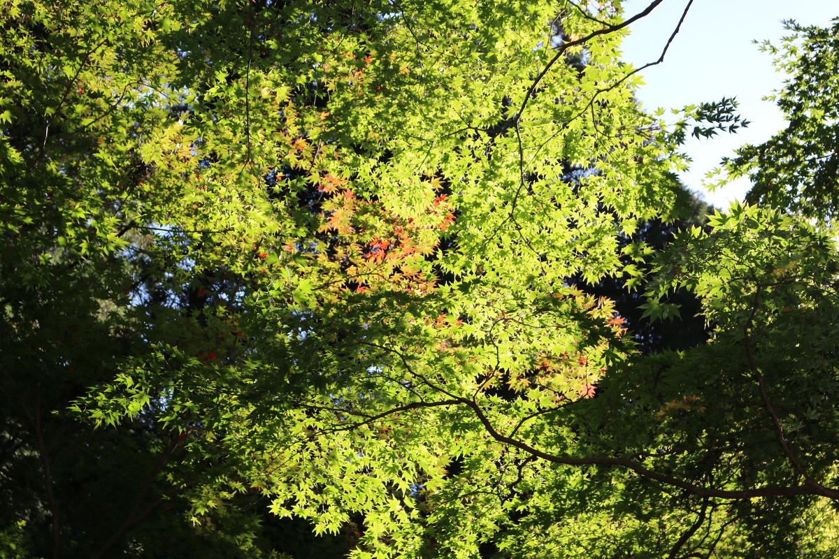 平成29年 小國神社 紅葉情報「色づきなし」◎見頃は11月下旬から12月上旬に◎