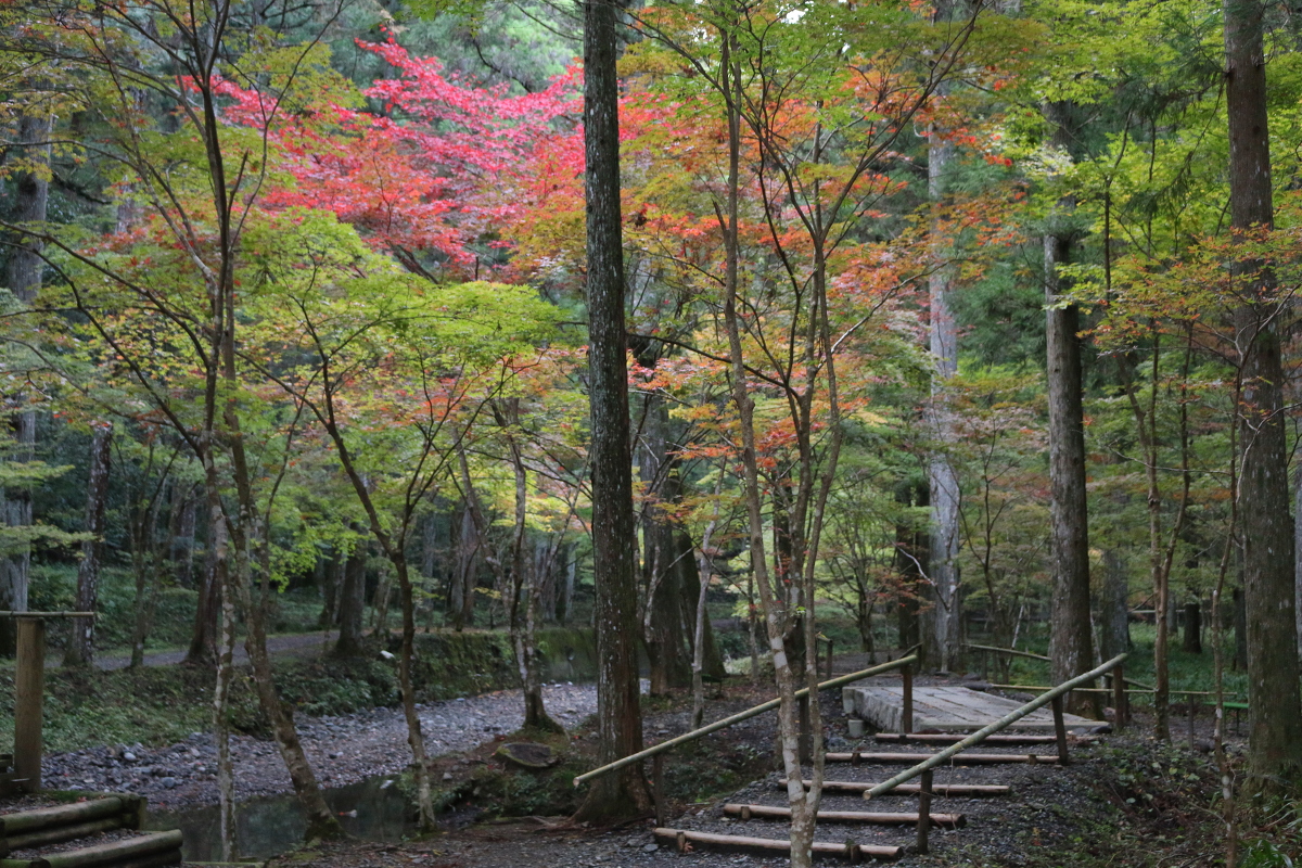 平成29年 小國神社 紅葉情報②「色づきはじめ／初紅葉」◎見頃は11月下旬から12月上旬に◎