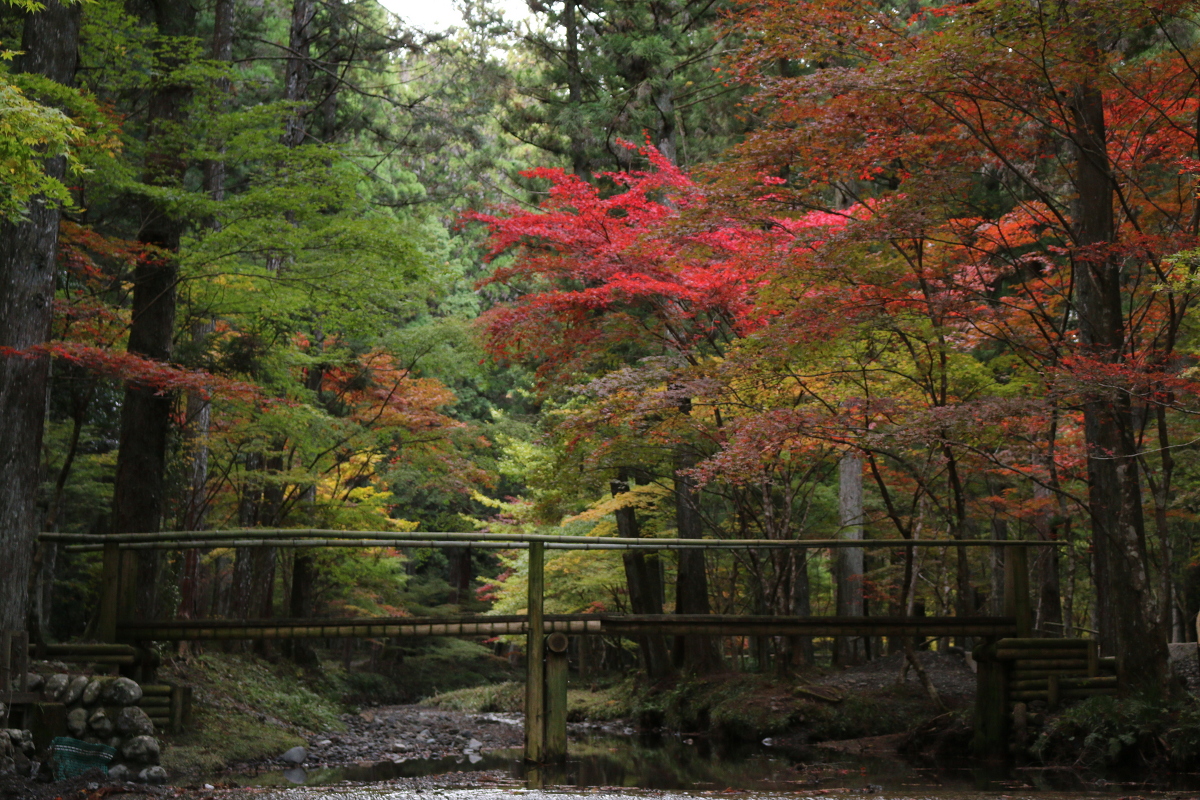 平成29年 小國神社 紅葉情報③「色づきはじめ／初紅葉」◎見頃は11月下旬から12月上旬に◎