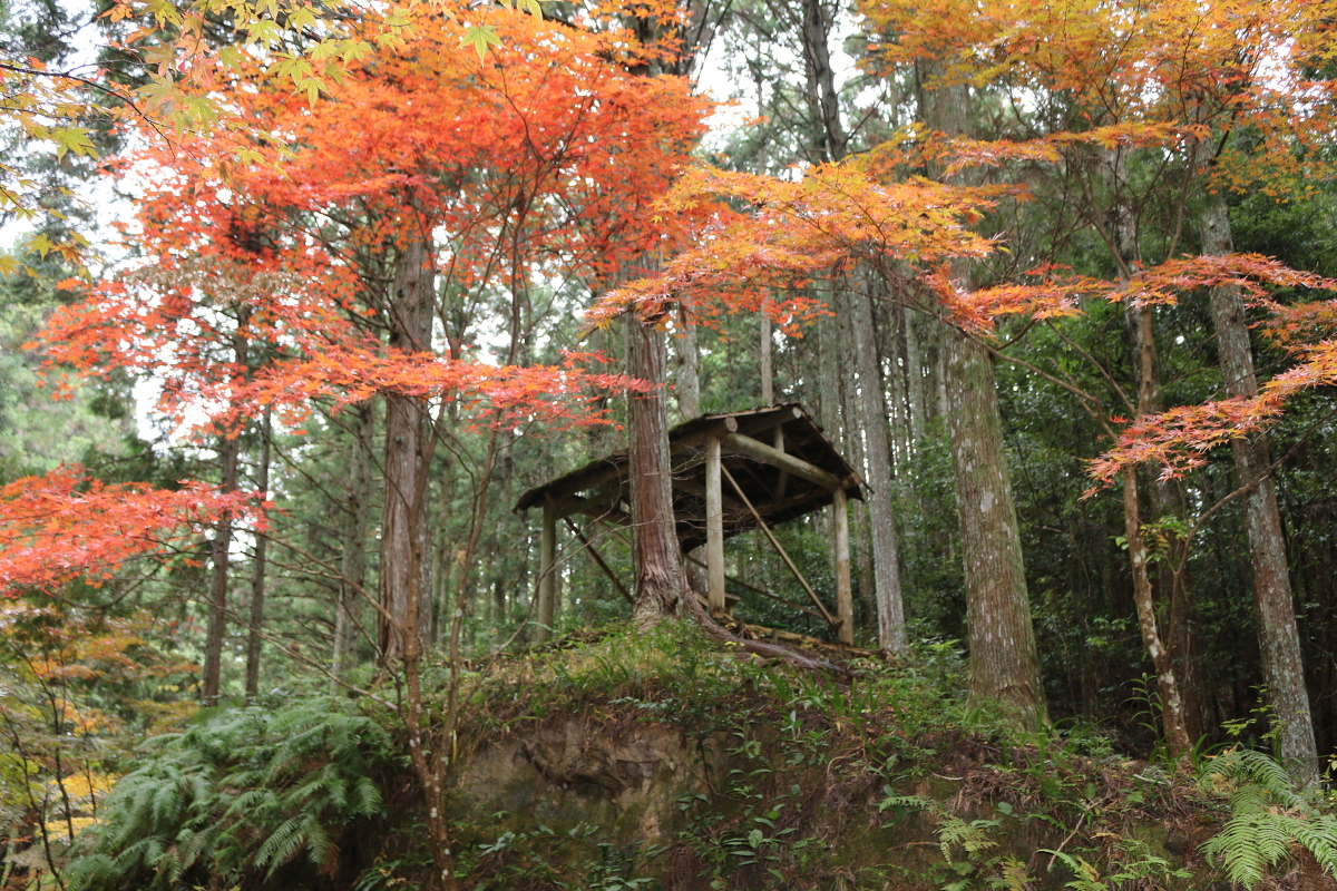 平成29年 小國神社 紅葉情報⑤「濃淡まだらに染まっています／斑紅葉（むらもみじ）」◎見頃は11月下旬から12月上旬に◎