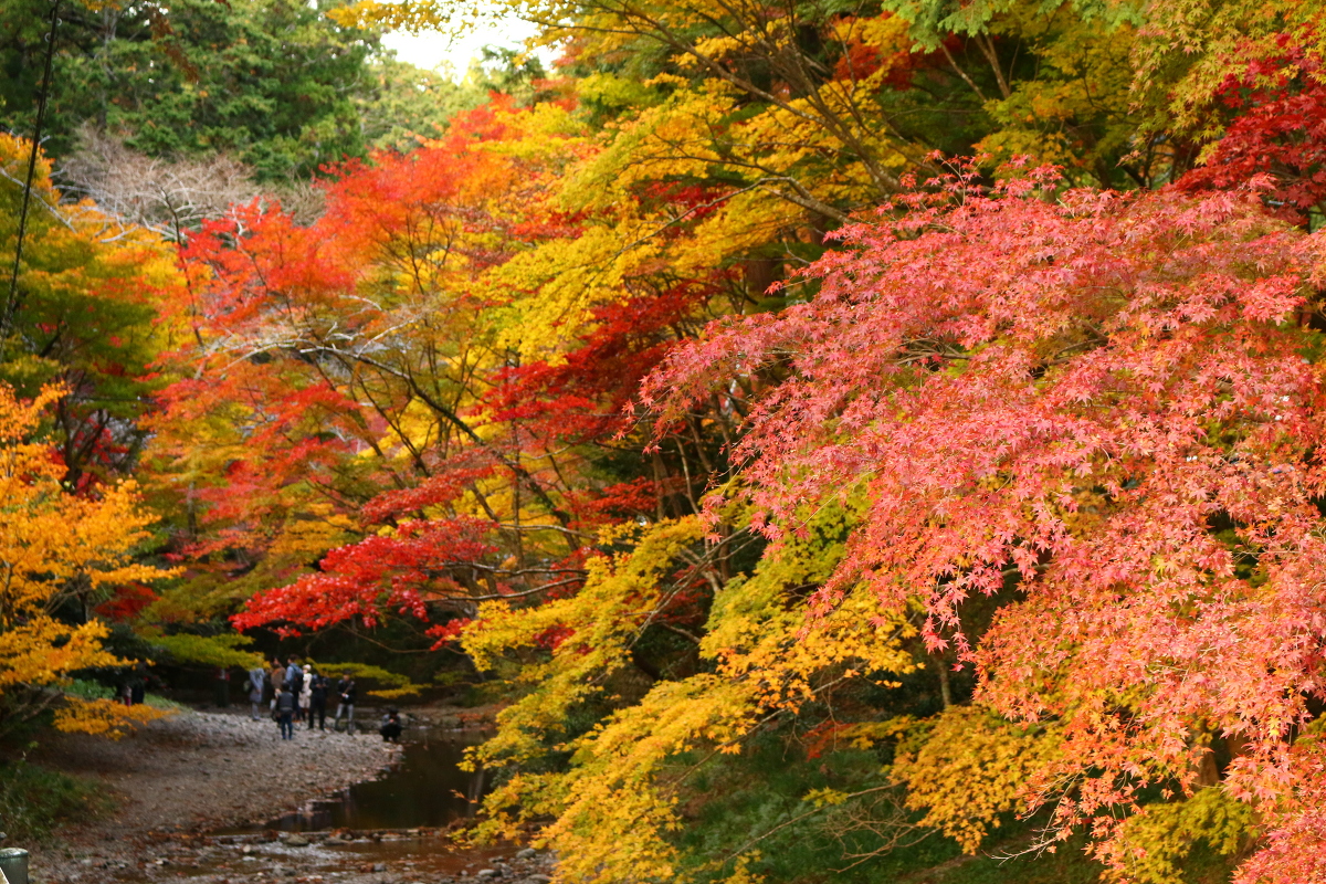 平成29年 小國神社 紅葉情報⑥「濃淡まだらに染まっています／斑紅葉（むらもみじ）」〇見頃を迎えています〇