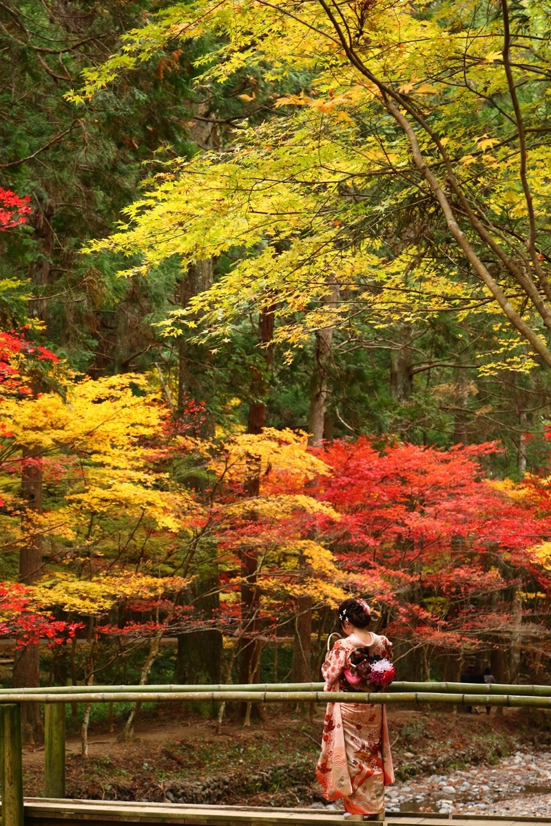 平成29年 小國神社 紅葉情報⑦「美しく色づいています／照紅葉（てりもみじ）」〇見頃を迎えています〇