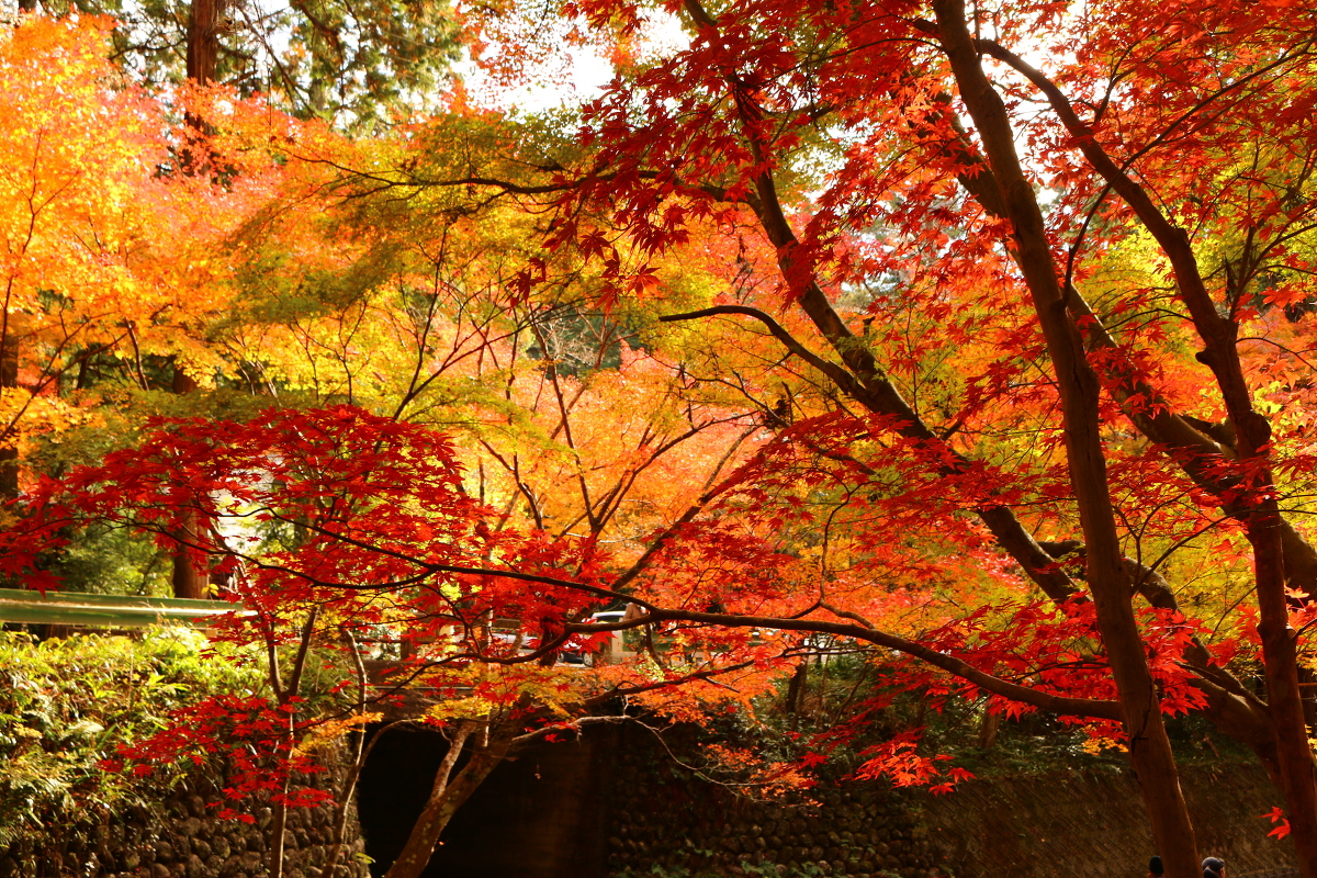 平成29年 小國神社 紅葉情報⑪ 最終更新 「見頃過ぎ／散り紅葉」