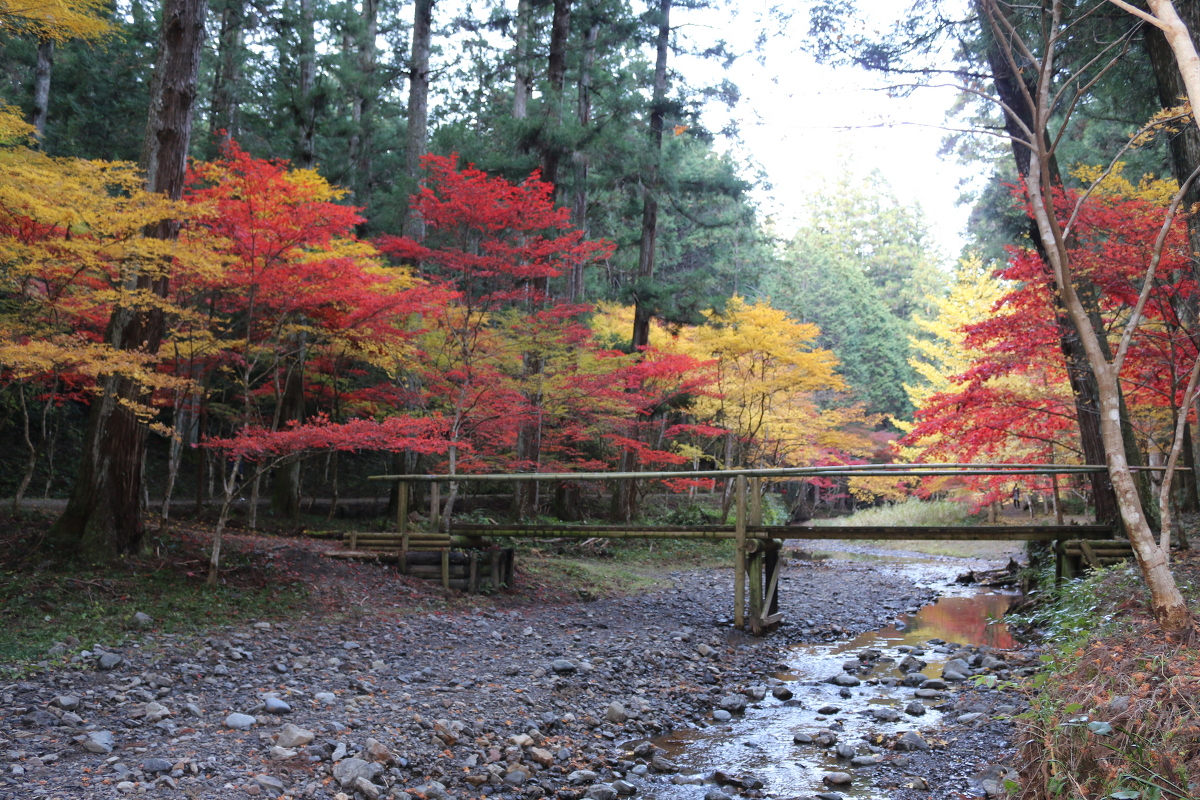 平成29年 小國神社 紅葉情報⑧「美しく色づいています／照紅葉（てりもみじ）」〇見頃を迎えています〇