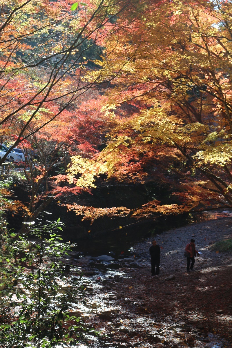 平成29年 小國神社 紅葉情報⑩「散りはじめ」