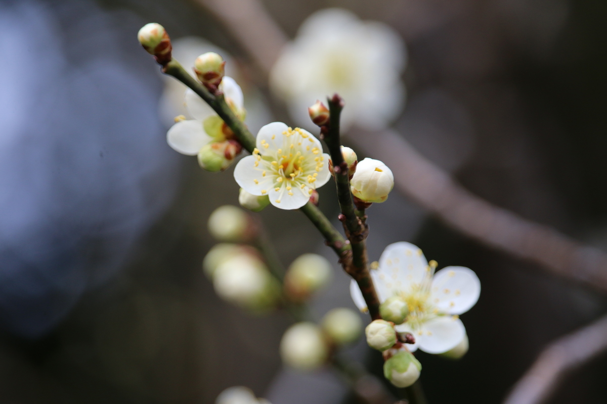 斎庭の草花 春の訪れ『梅』の開花！！！ ◆明治天皇御製（ぎょせい）・昭憲皇太后御歌（みうた）に親しむ◆