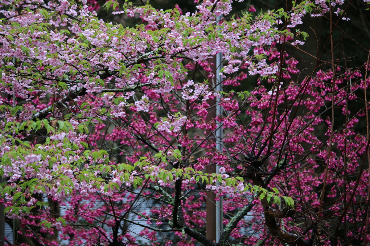 ■小國神社 平成30年春 桜開花状況！！！！①■ 『つぼみ』～『七分』 ◆明治天皇御製（ぎょせい）・昭憲皇太后御歌（みうた）に親しむ◆