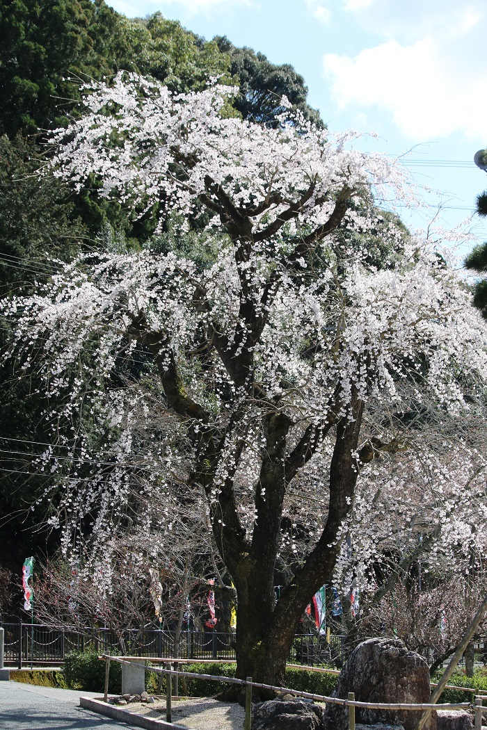 ■小國神社 平成30年春 桜開花状況！！！！②■ 『一分』～『満開』 ◆明治天皇御製（ぎょせい）・昭憲皇太后御歌（みうた）に親しむ◆