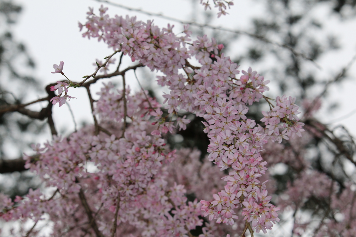 ■小國神社 平成30年春 桜開花状況！！！！④■ 『満開』見頃を迎えております ◆明治天皇御製（ぎょせい）・昭憲皇太后御歌（みうた）に親しむ◆