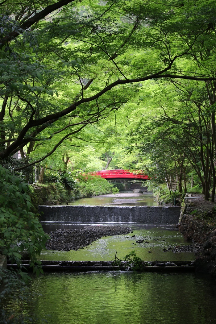 斎庭の草花 ～青葉もみじの若葉の下で森林浴～ 新緑が美しい季節の到来です！！！ ■明治１５０年記念 明治天皇御製（ぎょせい）・昭憲皇太后御歌（みうた）に親しむ■