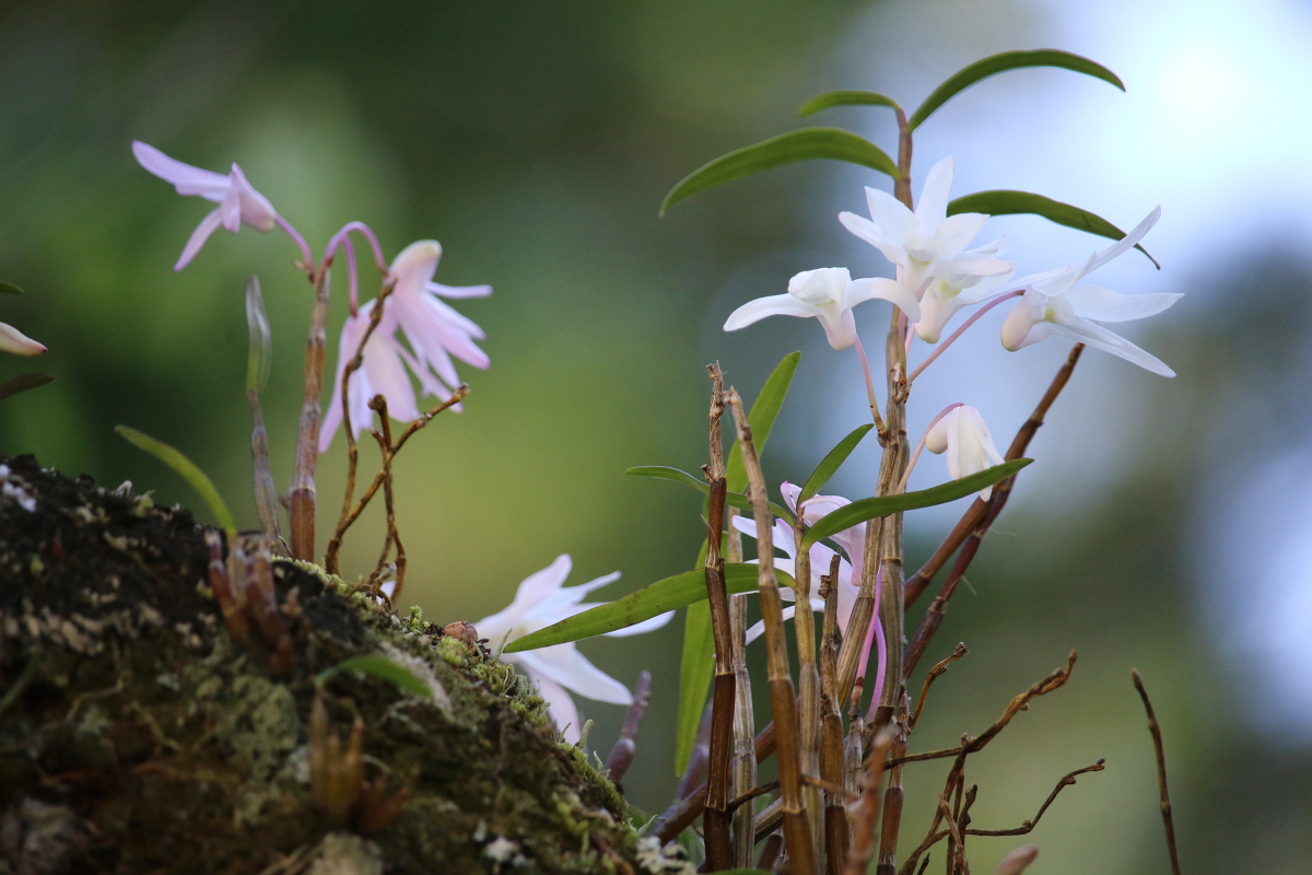 斎庭の草花『セッコク』の開花 ～花しょうぶ園開園のお知らせ～ ■明治１５０年記念 明治天皇御製（ぎょせい）・昭憲皇太后御歌（みうた）に親しむ■