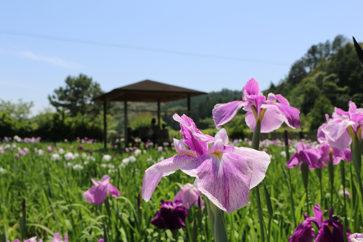 ～初夏の訪れを告げる～『一宮花しょうぶ園』が開園いたしました