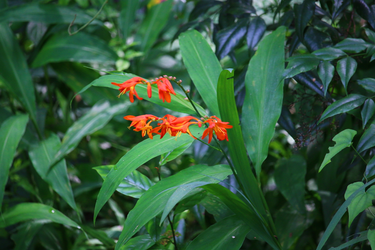 斎庭の草花 ヒメオウギズイセン・ヤマキツネノボタンの開花！！！ ■宮川川遊びについての注意事項■