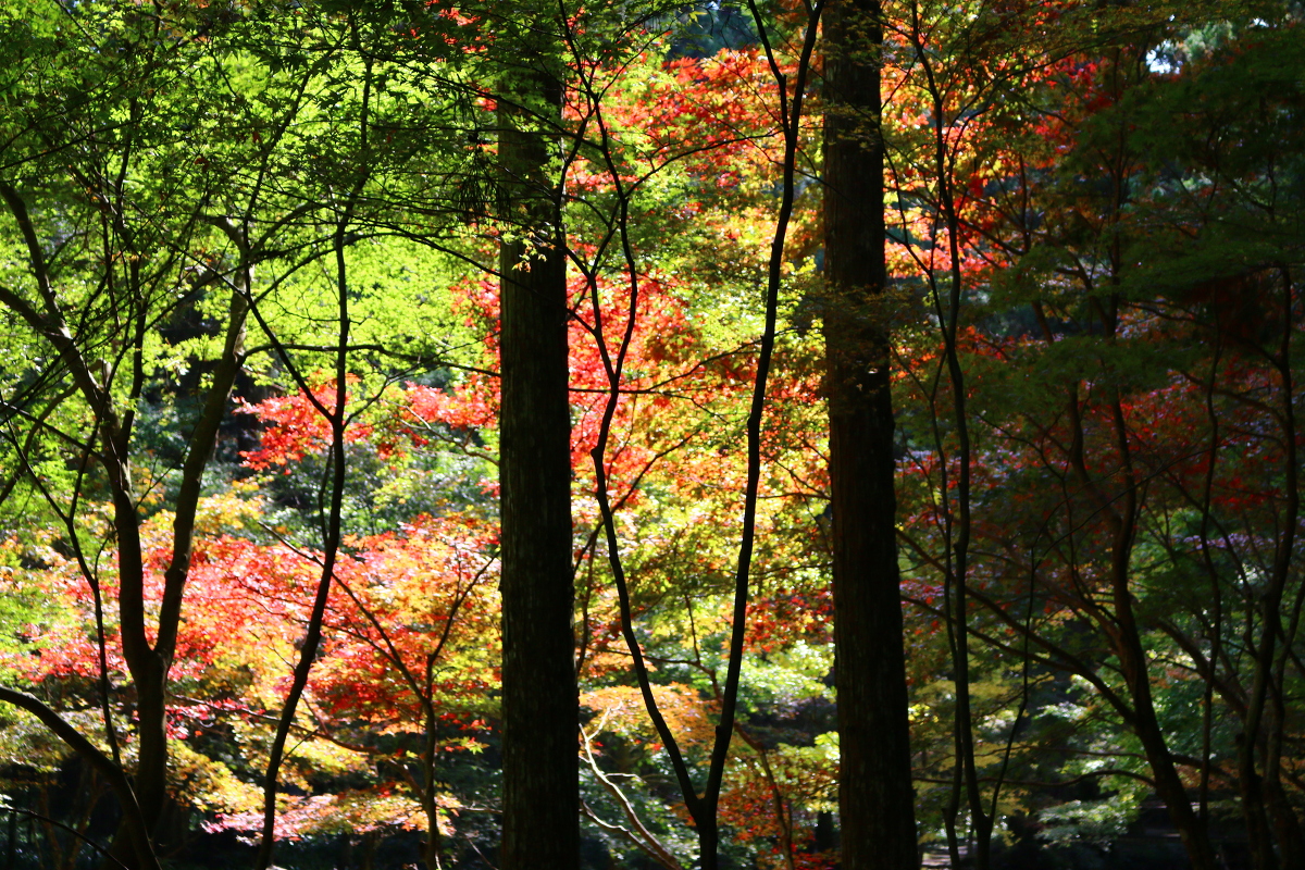 平成30年 小國神社 紅葉情報②「色付きはじめ」◎見頃は11月下旬から12月上旬◎