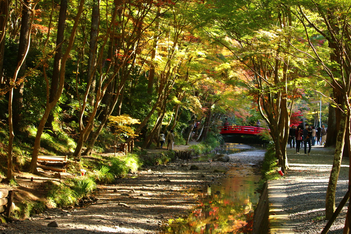 平成30年 小國神社 紅葉情報③「色付きはじめ（薄く色付いてきました）」◎見頃は11月下旬から12月上旬◎