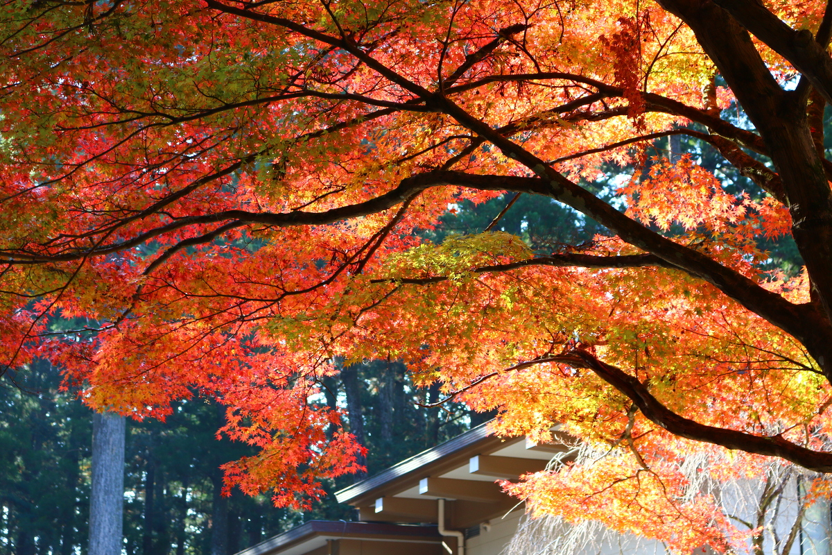 平成30年 小國神社 紅葉情報④「見頃」を迎えております◎見頃は11月下旬から12月上旬◎