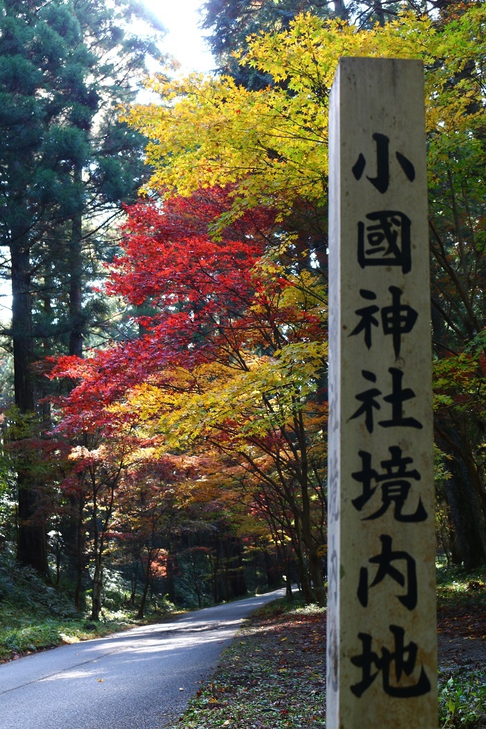 平成30年 小國神社 紅葉情報⑤ 最終更新 「見頃過ぎ」