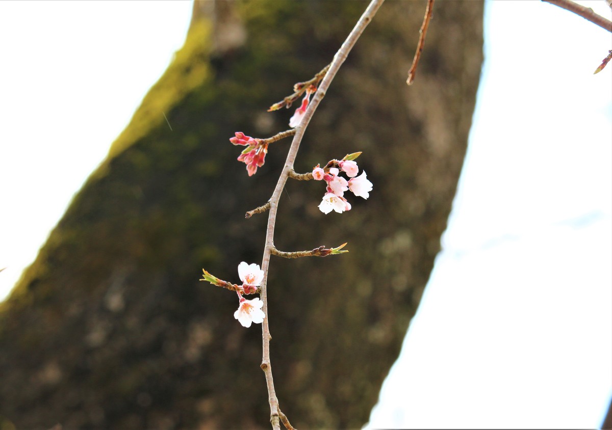 平成３１年小國神社 桜開花状況のお知らせ①！！！ ◆明治天皇御製（ぎょせい）・昭憲皇太后御歌（みうた）に親しむ◆