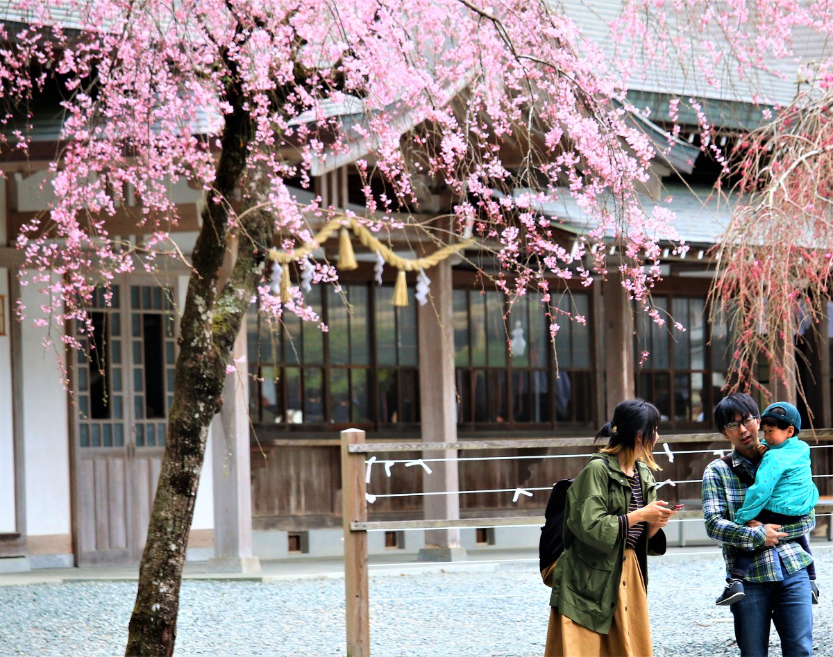 平成３１年小國神社 桜開花状況のお知らせ③ ３分～５分咲き◆明治天皇御製（ぎょせい）・昭憲皇太后御歌（みうた）に親しむ◆