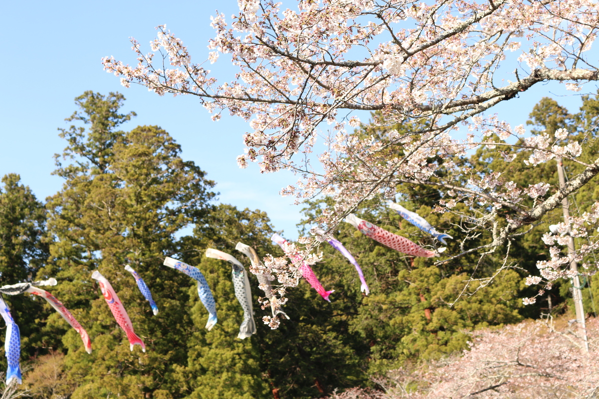 平成３１年小國神社 桜開花状況のお知らせ④ ７分～満開◆明治天皇御製（ぎょせい）・昭憲皇太后御歌（みうた）に親しむ◆