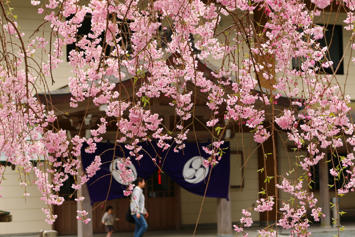 平成３１年小國神社 桜開花状況のお知らせ⑤ 散り始め～落花盛ん◆明治天皇御製（ぎょせい）・昭憲皇太后御歌（みうた）に親しむ◆