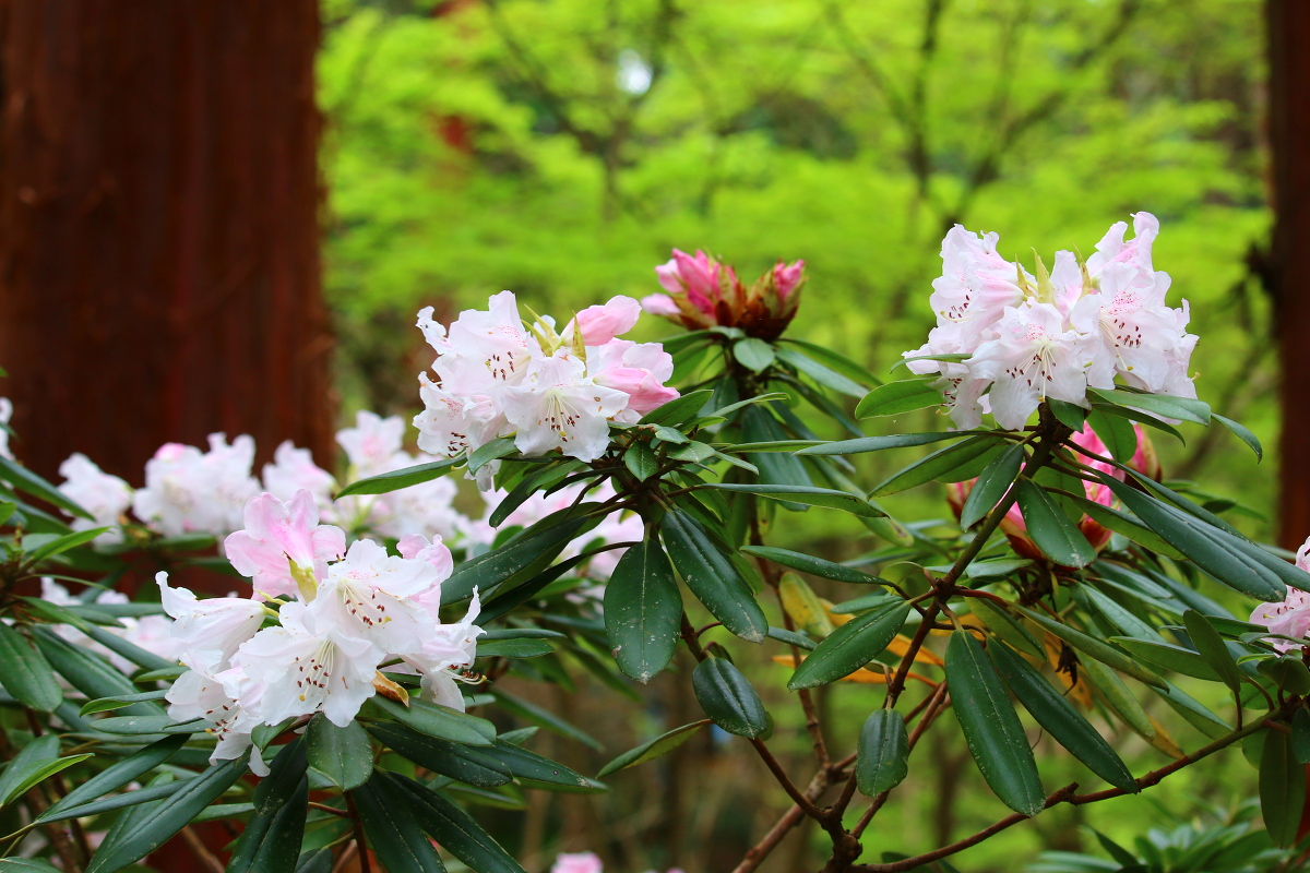 斎庭の草花 シャクナゲ ミヤマツツジ シャガの開花 明治天皇御製 ぎょせい 昭憲皇太后御歌 みうた に親しむ 季節の便り 遠江國一宮 小國神社 梅 桜 菖蒲 紅葉など見頃 開花最新情報 静岡県周智郡森町一宮 とおとうみのくに いちのみや