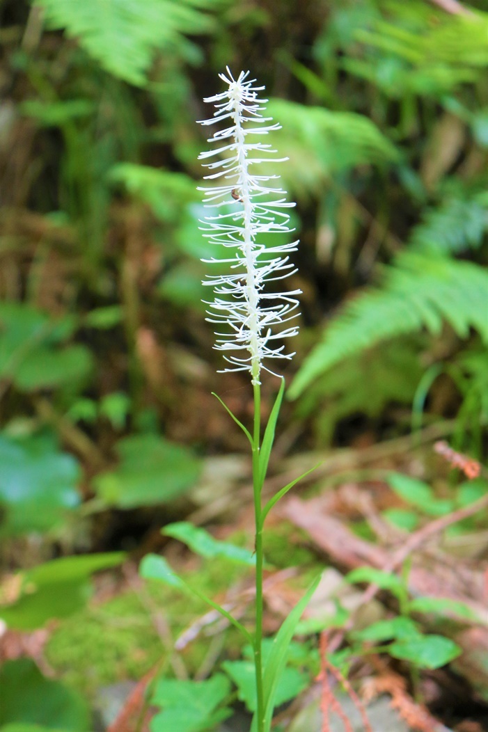 斎庭の草花 白糸草（しらいとそう）が咲いています◆明治天皇御製（ぎょせい）・昭憲皇太后御歌（みうた）に親しむ◆