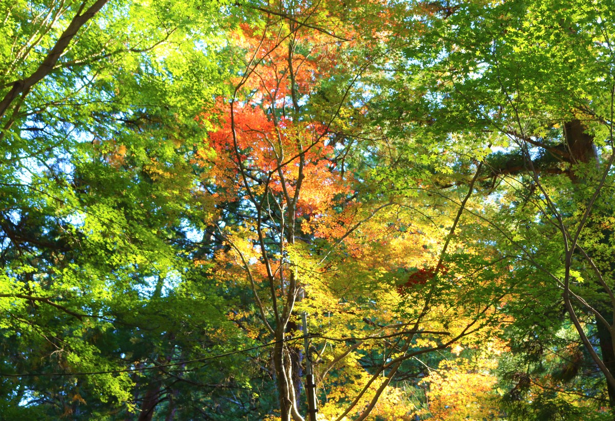 令和元年 小國神社 紅葉情報のお知らせ① 色づき「初紅葉」～薄く染まりはじめ～