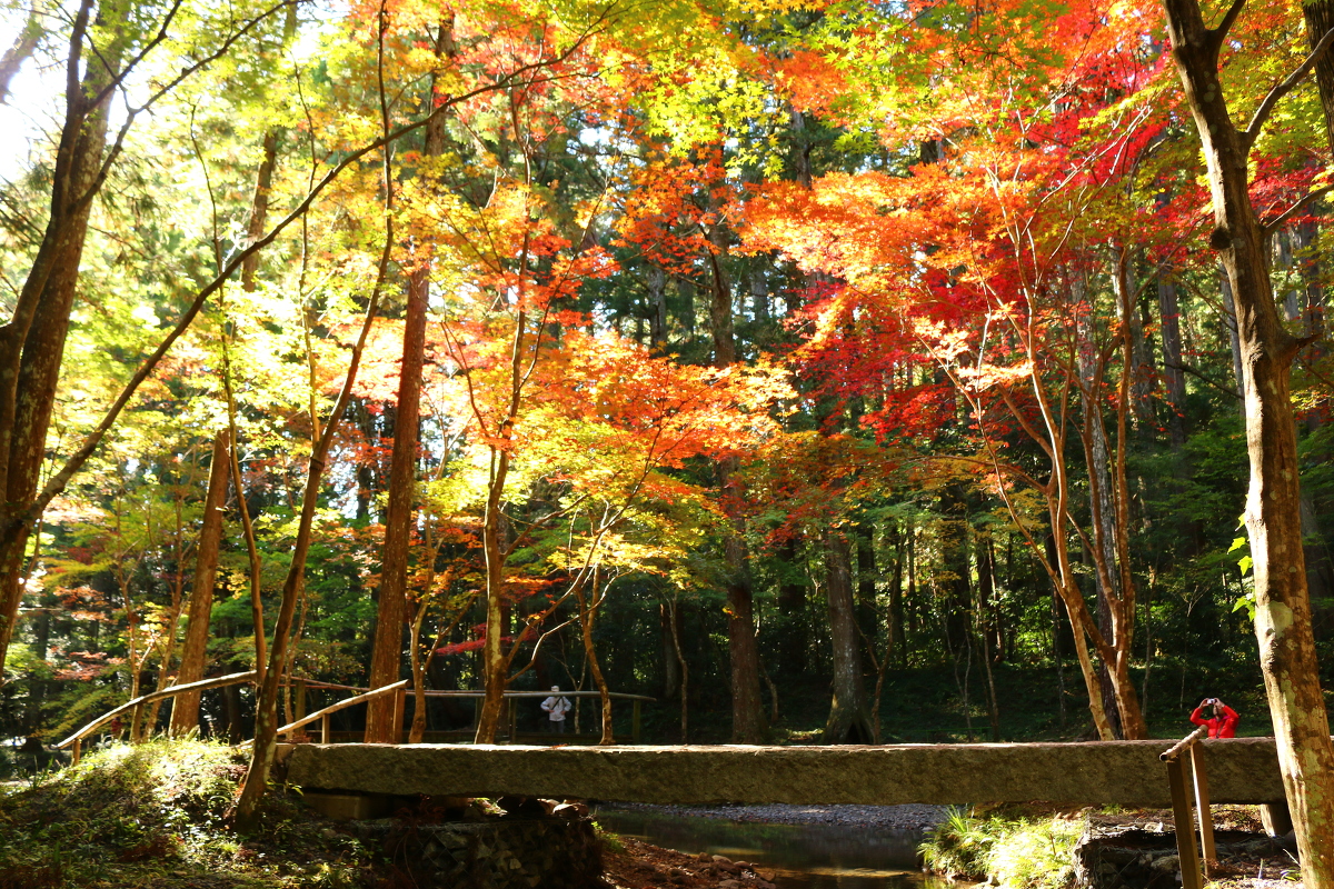 令和元年 小國神社 紅葉情報のお知らせ（ライトアップを開始いたしました）② 色づき「初紅葉」～薄く染まりはじめ～