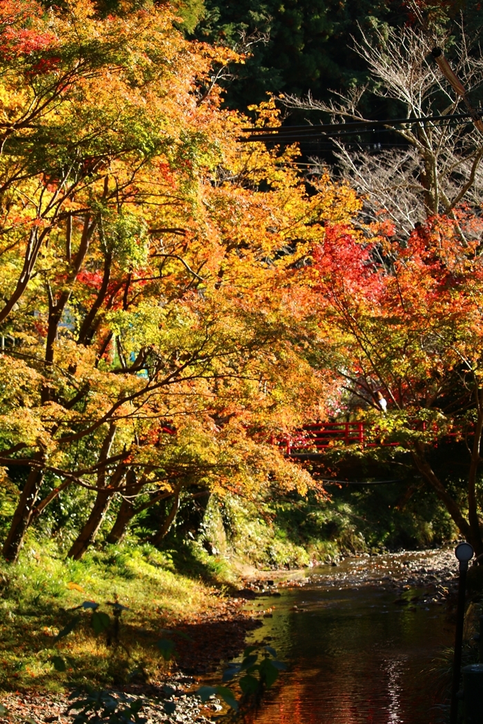 令和元年 小國神社 紅葉情報のお知らせ（ライトアップを開始いたしました）③ 色づき「照紅葉」～見頃を迎えています～