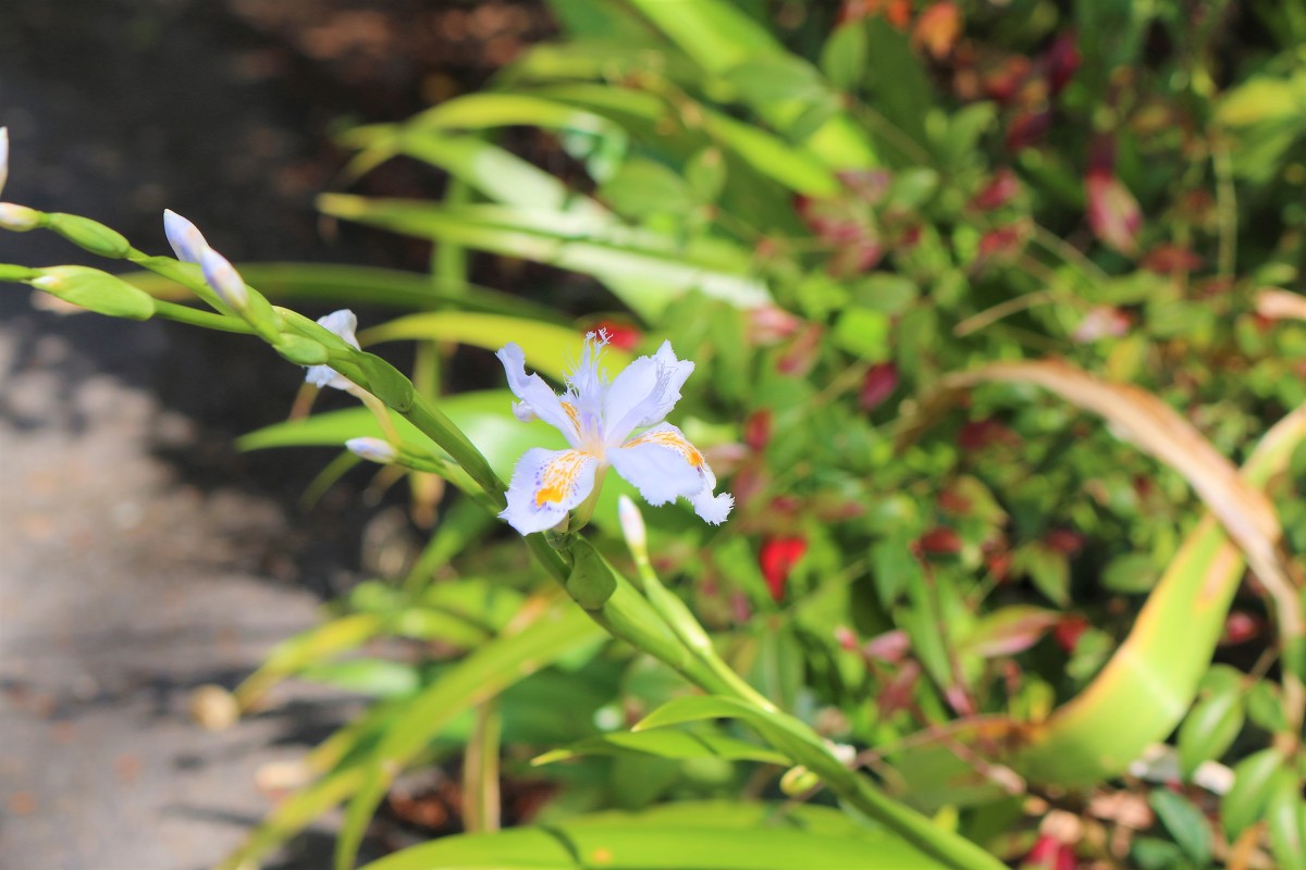 斎庭の草花 シャガ・セントウソウ・スルガテンナンショウの春の花々が次々と開花！！！！◆明治天皇御製（ぎょせい）・昭憲皇太后御歌（みうた）に親しむ◆