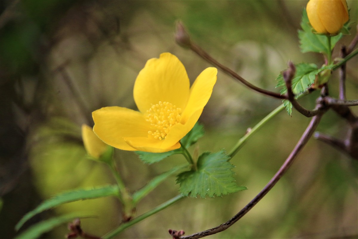 斎庭の草花 ヤマブキ・タチツボスミレ・シャクナゲ 春の花々が次々と開花！！！！◆明治天皇御製（ぎょせい）・昭憲皇太后御歌（みうた）に親しむ◆