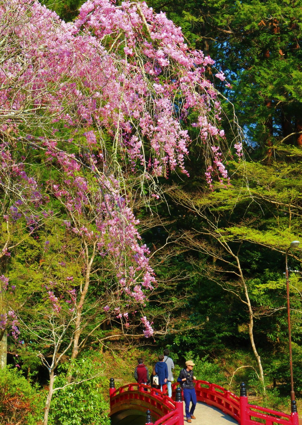 斎庭の草花 ムラサキケマン・フモトスミレ・ジロボウエンゴサク・春の花々が次々と開花！！！！◆明治天皇御製（ぎょせい）・昭憲皇太后御歌（みうた）に親しむ◆