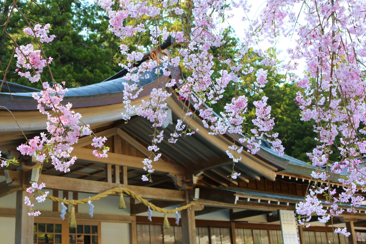 令和２年 桜開花情報をお届けいたします。『落花盛ん』（桜情報最終更新）◆明治天皇御製（ぎょせい）・昭憲皇太后御歌（みうた）に親しむ◆