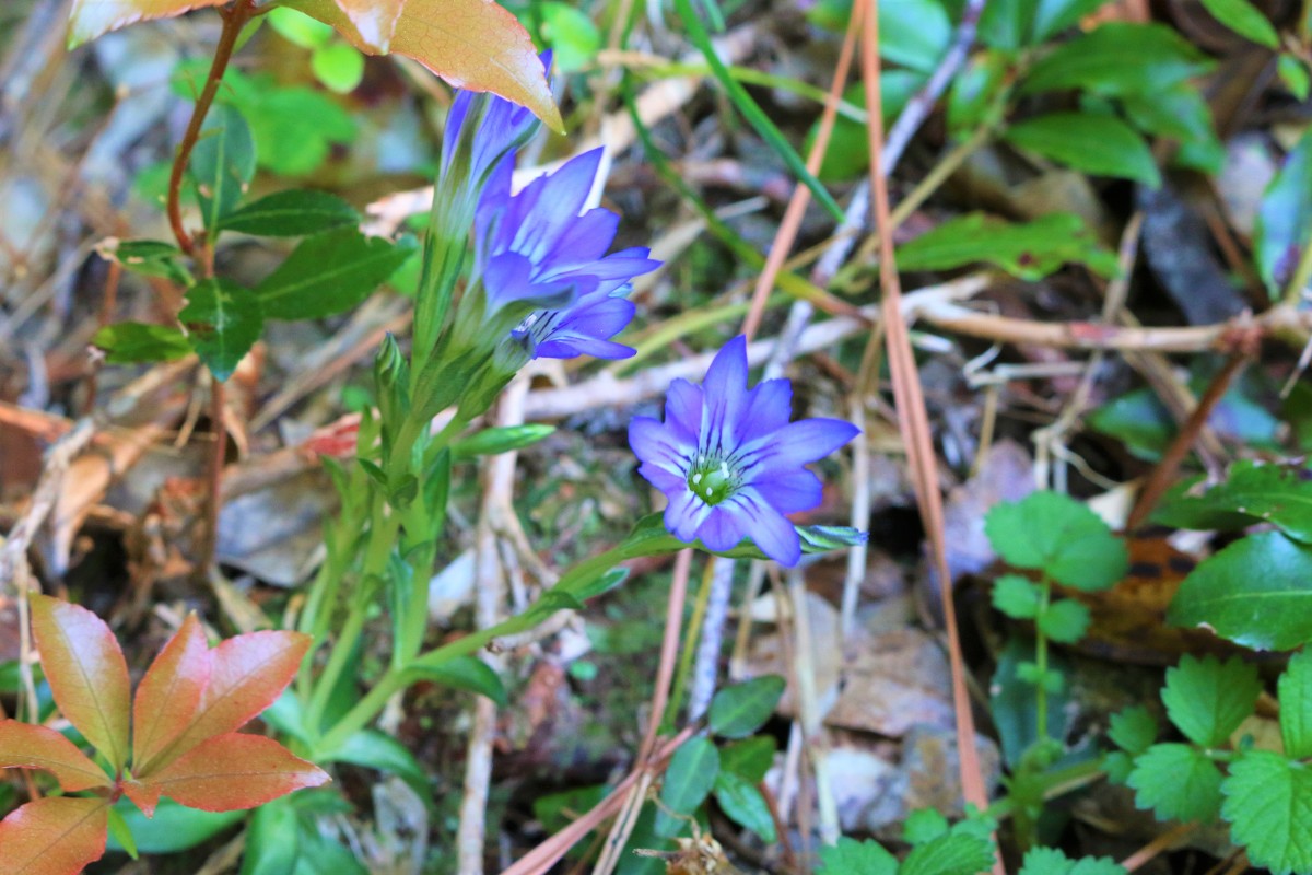 斎庭の草花 ハルリンドウ・シャクナゲ・クサイチゴ・ミヤマツツジなど春の花々が次々と開花しています◆明治天皇御製（ぎょせい）・昭憲皇太后御歌（みうた）に親しむ◆