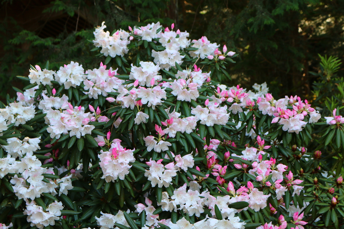 斎庭の草花 シャクナゲ・ヤエザクラが満開となりました◆明治天皇御製（ぎょせい）・昭憲皇太后御歌（みうた）に親しむ◆