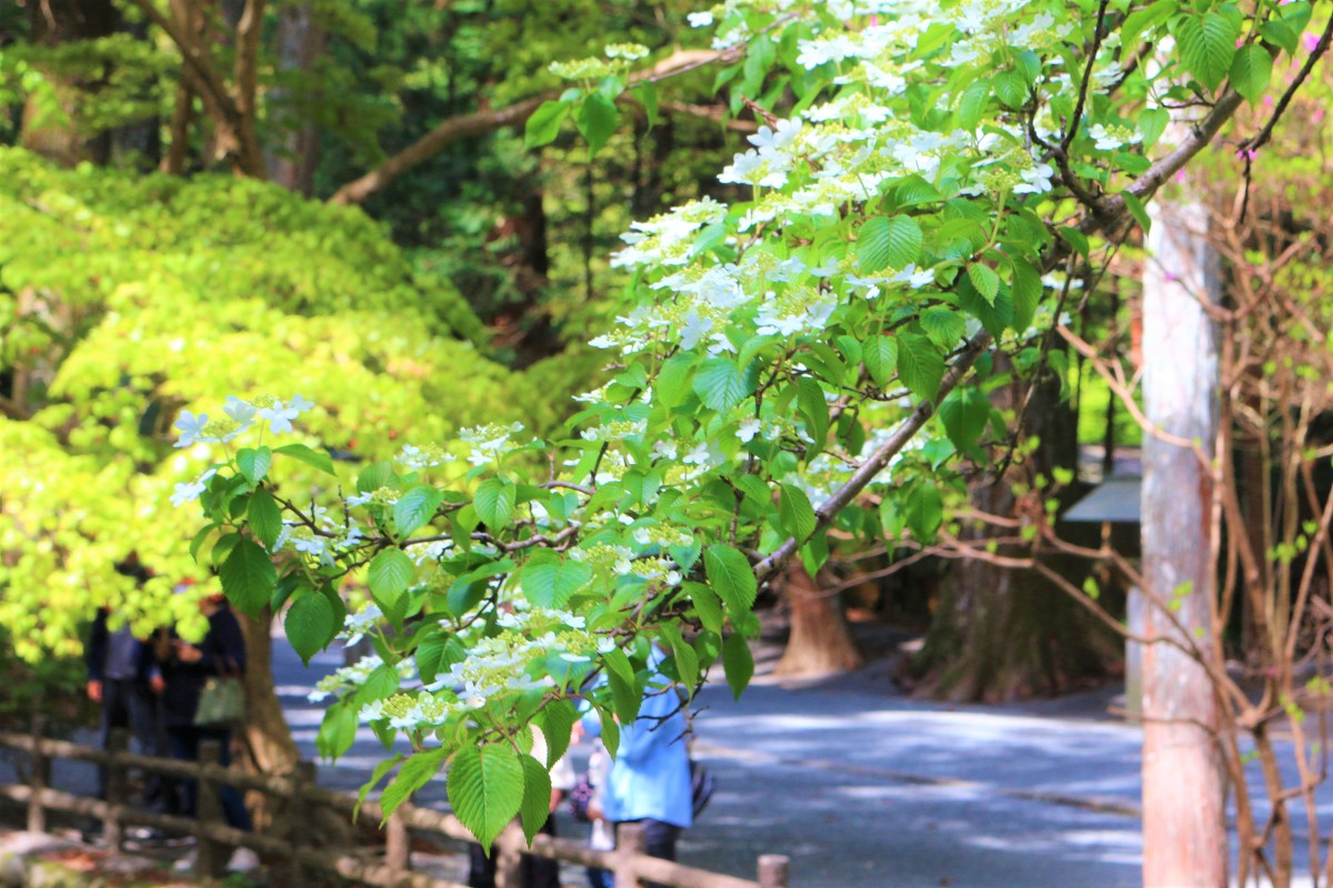 斎庭の草花 ヤブテマリ・ハナイカダが開花しています。◆明治天皇御製（ぎょせい）・昭憲皇太后御歌（みうた）に親しむ◆