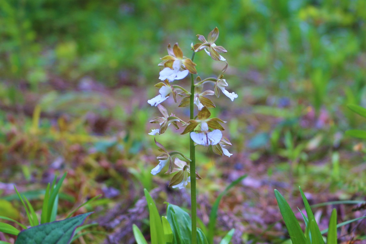 斎庭の草花 エビネ・オニタビラコが開花しています。◆明治天皇御製（ぎょせい）・昭憲皇太后御歌（みうた）に親しむ◆