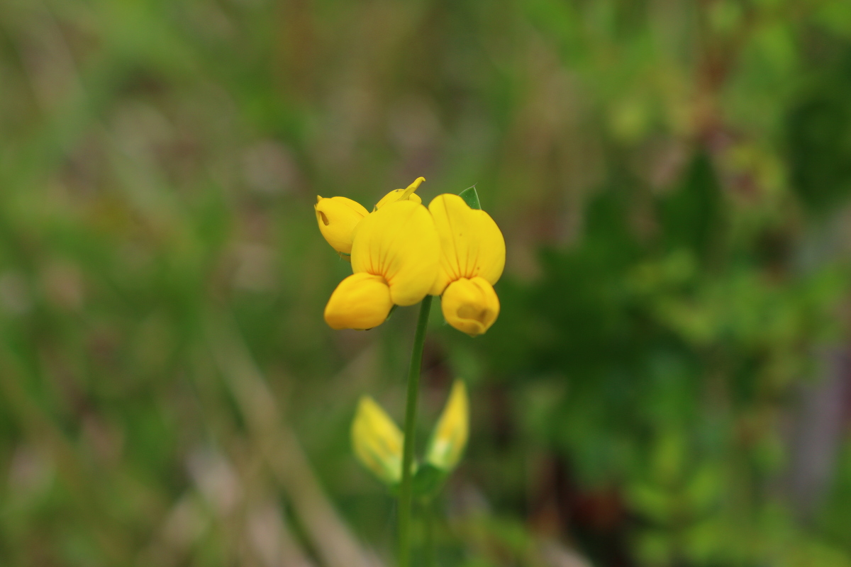 斎庭の草花 ミヤコグサ・トウバナ・ナンテンが開花しています。◆明治天皇御製（ぎょせい）・昭憲皇太后御歌（みうた）に親しむ◆