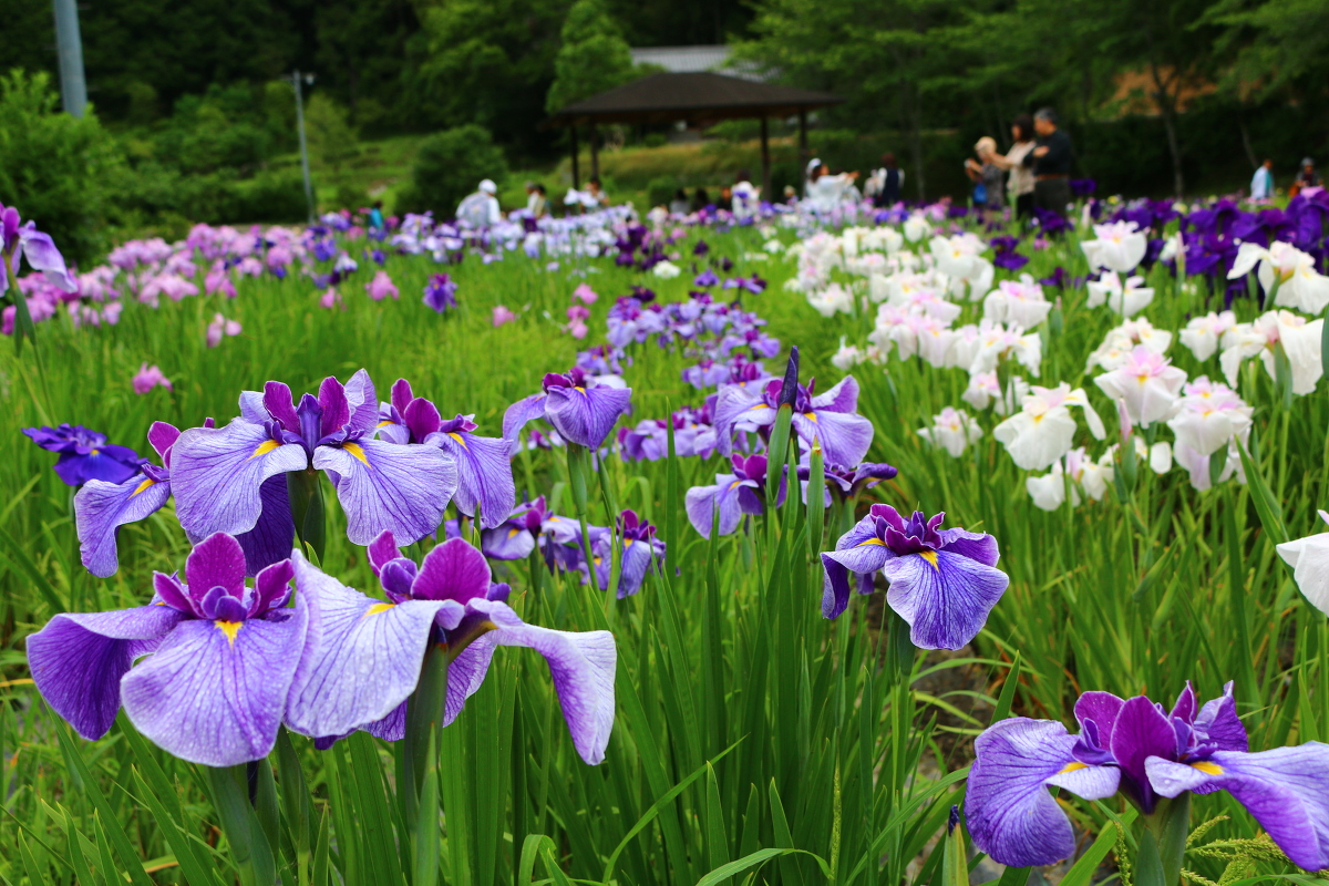 令和２年5月３０日より『一宮花しょうぶ園』がいよいよ開園！！！