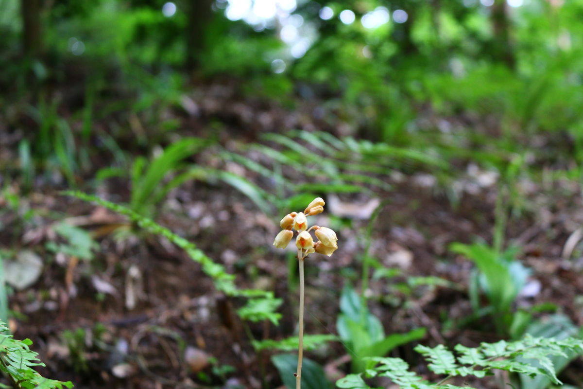 斎庭の草花 ムラサキニガナ・ナヨテンマが開花しています。◆明治天皇御製（ぎょせい）・昭憲皇太后御歌（みうた）に親しむ◆