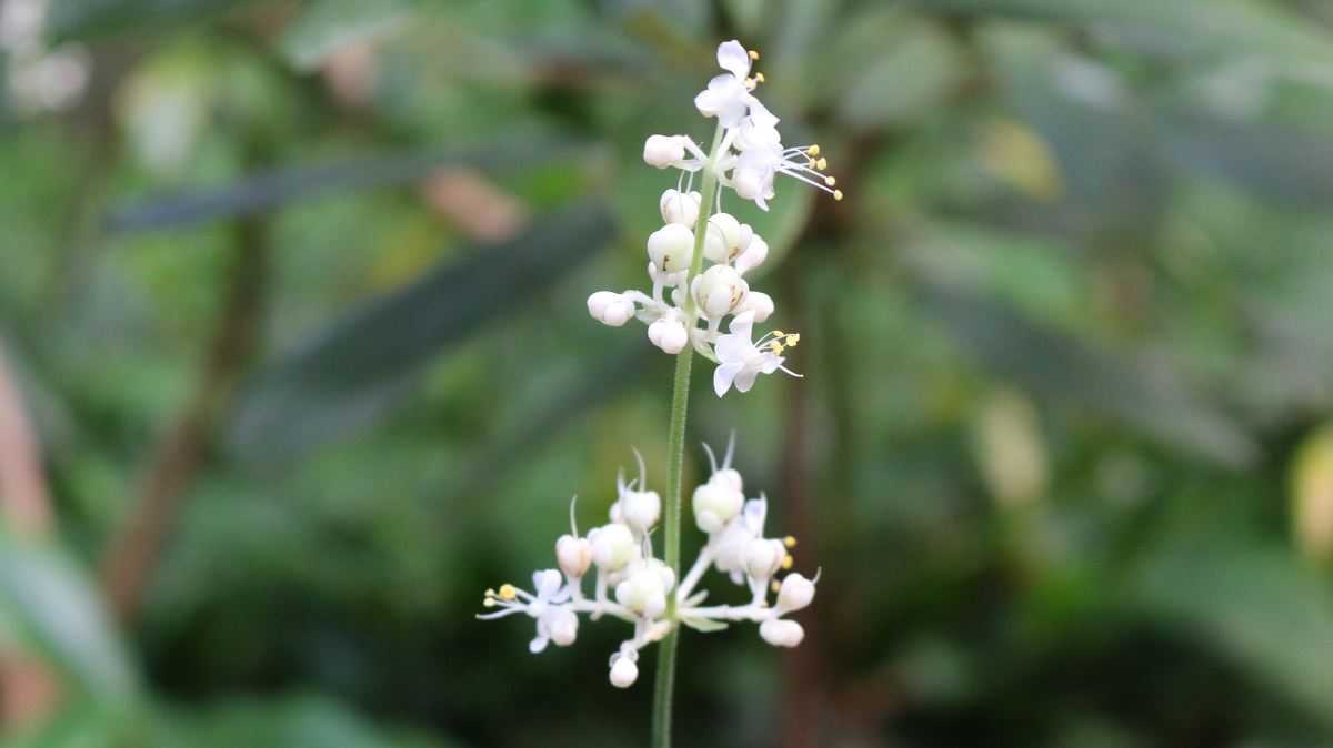 斎庭の草花 ヤブミョウガ・ウバユリが開花しています。◆明治天皇御製（ぎょせい）・昭憲皇太后御歌（みうた）に親しむ