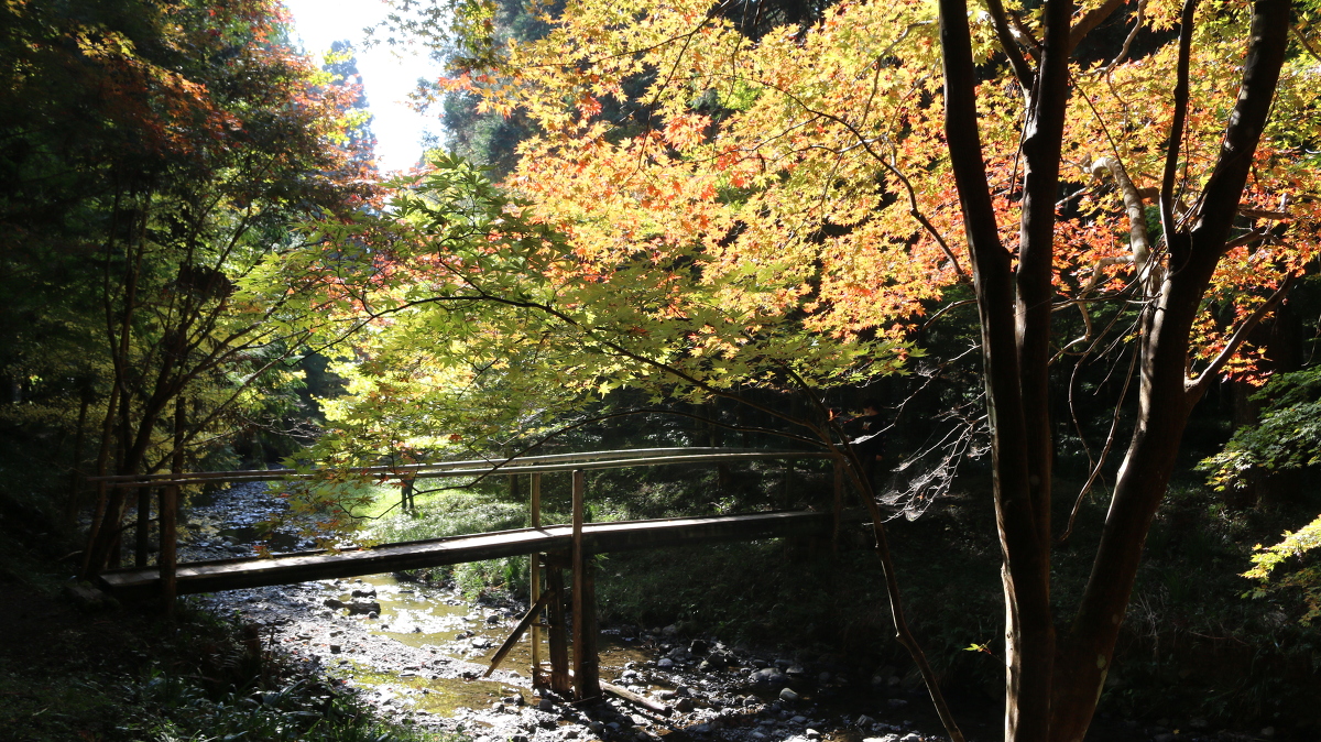 令和２年 紅葉情報のお知らせ① ～色づき始め～ ◇見頃は１１月下旬～１２月上旬◇