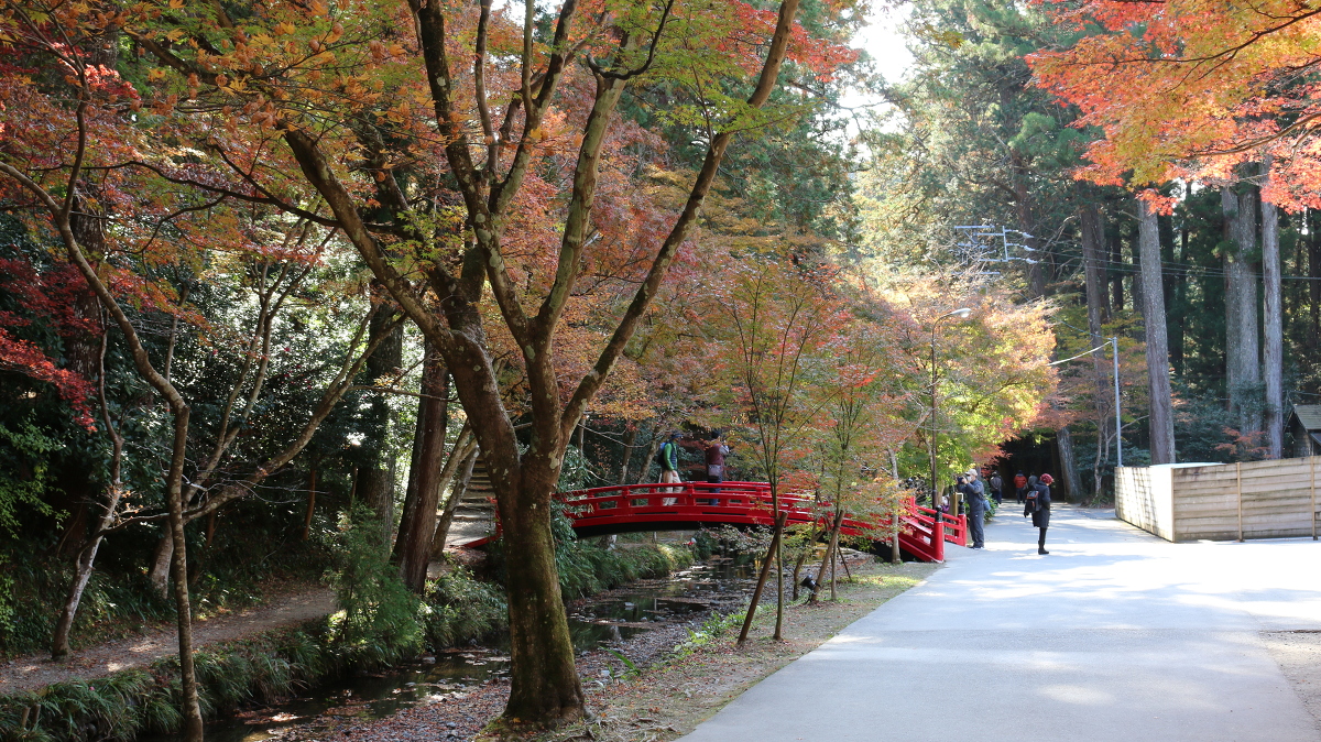 令和２年 紅葉情報のお知らせ③ ～散り始めています～ ◇１２月６日（日）までライトアップいたします◇