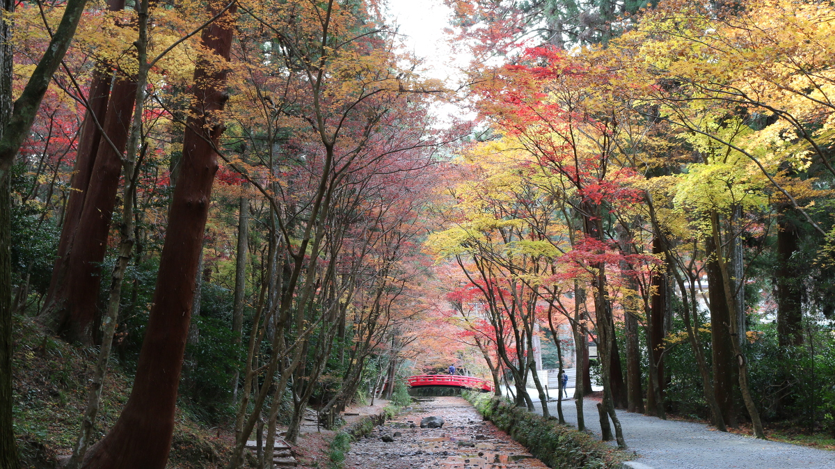 令和２年 紅葉情報のお知らせ④ ～見頃を過ぎました～ 