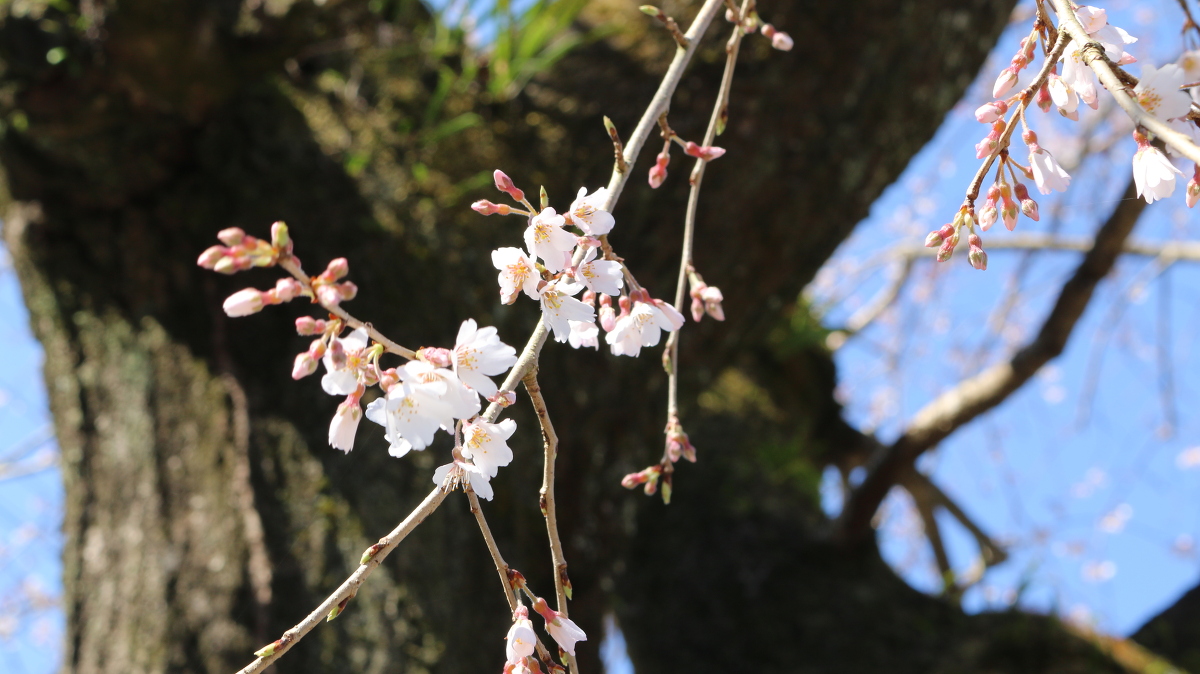 令和３年 桜の開花情報をお届けいたします。◇明治天皇御製（ぎょせい）・昭憲皇太后御歌（みうた）に親しむ◇