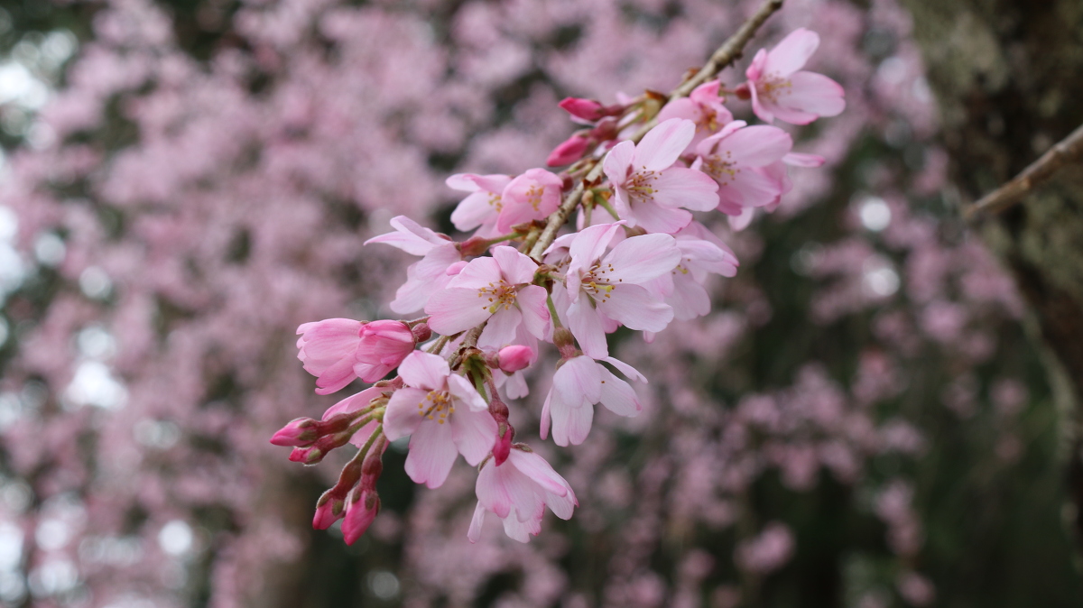 令和３年 桜の開花情報②をお届けいたします。 ◇明治天皇御製（ぎょせい）・昭憲皇太后御歌（みうた）に親しむ◇